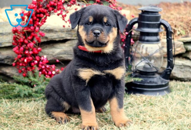 Black and tan Rottweiler puppy sitting on grass, wearing a red collar, with a stone wall, red berry wreath, and a black lantern in the background. image