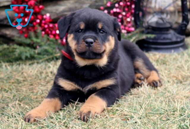 Black and tan Rottweiler puppy lying on grass with front paws stretched forward, wearing a red collar, with a stone wall, red berry wreath, and black lantern in the background. image