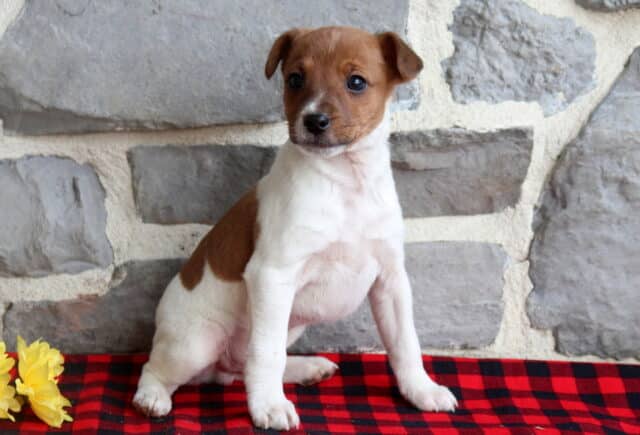 Jack Russell Terrier puppy with a smooth white coat and warm tan patches, sitting upright on a red and black plaid blanket in front of a gray stone wall, looking alert and curious beside yellow flowers. image