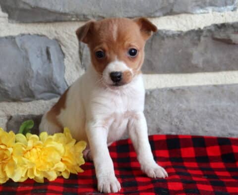 Joey Jack Russell