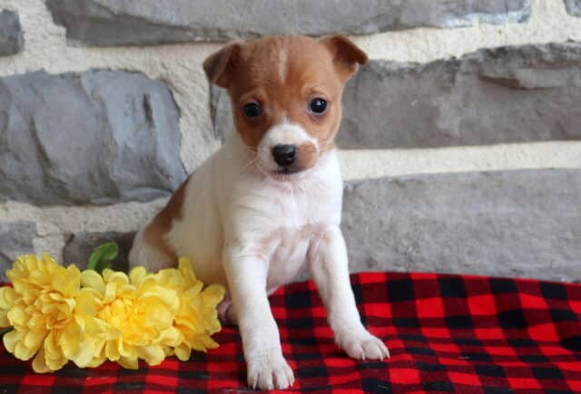 Jack Russell Terrier puppy with a smooth white coat and light brown head markings, sitting alert on a red buffalo plaid blanket beside yellow flowers against a rustic stone wall backdrop. image