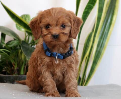 Jojo Cavapoo