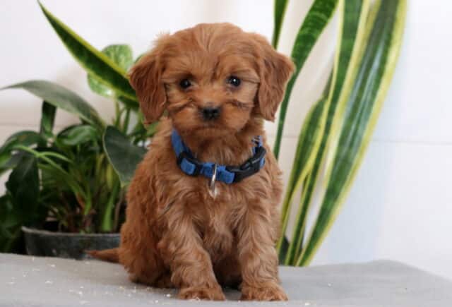 Jojo Cavapoo image