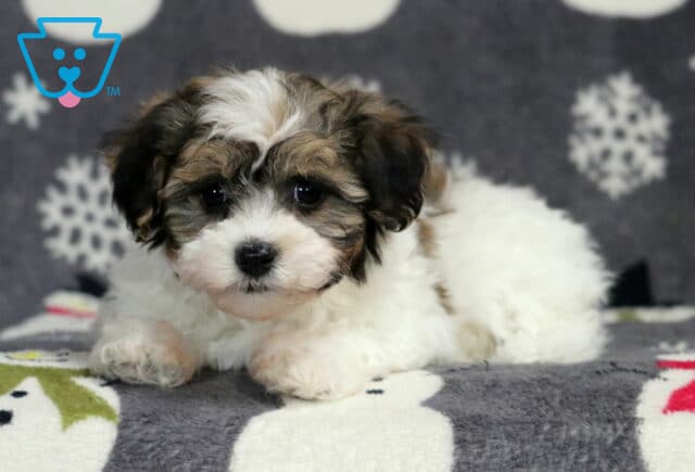 Havanese puppy resting on a snowman-patterned blanket, featuring a fluffy white coat with soft brown and gray markings, round dark eyes, and a gentle expression in a cozy studio-style photo. image