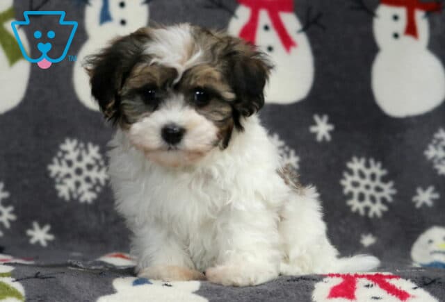 Havanese puppy sitting on a snowman-patterned blanket, showing a fluffy white coat with brown and gray facial markings, dark expressive eyes, and a soft, cuddly appearance in a cozy indoor photo. image