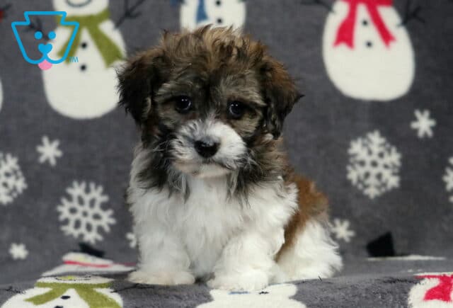 Havanese puppy sitting on a snowman-patterned blanket, featuring a fluffy white coat with darker brown and gray facial shading, soft wavy fur, and expressive dark eyes in a cozy studio setting. image
