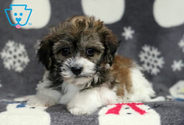 Havanese puppy lying on a snowman-print blanket, showing a fluffy white coat with warm brown and gray markings, a soft wavy texture, and gentle dark eyes in a cozy indoor photo setup. image