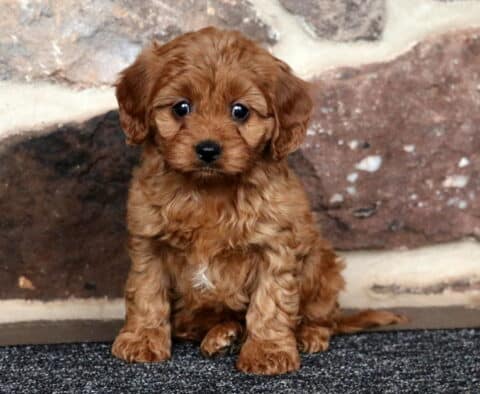 Joy Cavapoo
