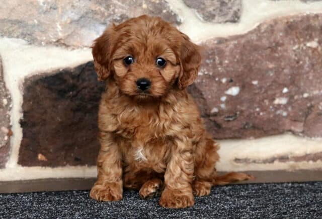 Joy Cavapoo image