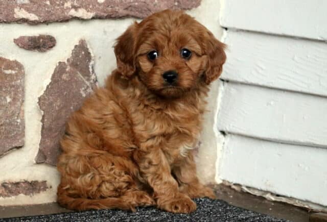 Joy Cavapoo2 image