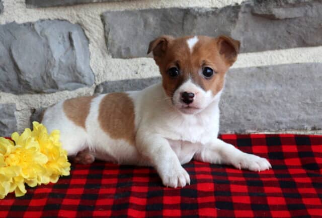 Jack Russell Terrier puppy with a white coat and warm tan patches, lying comfortably on a red and black plaid blanket next to yellow flowers, shown against a rustic stone wall with bright, curious eyes. image