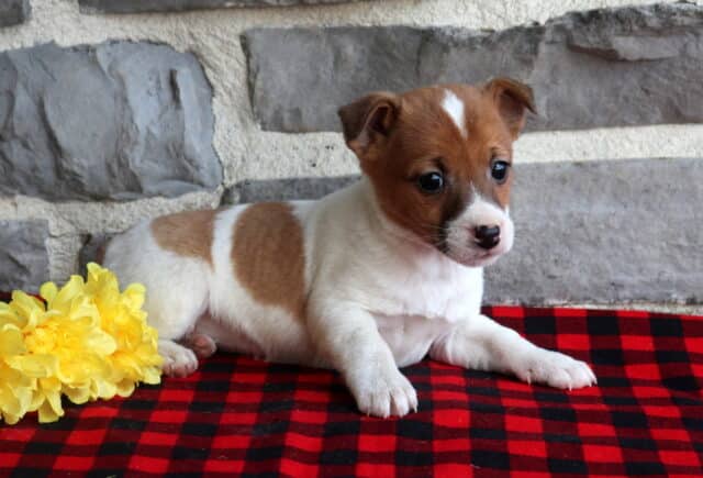 Jack Russell Terrier puppy with a smooth white coat and tan saddle markings, lying on a red and black plaid blanket beside bright yellow flowers, photographed against a gray stone wall with an attentive, gentle expression. image