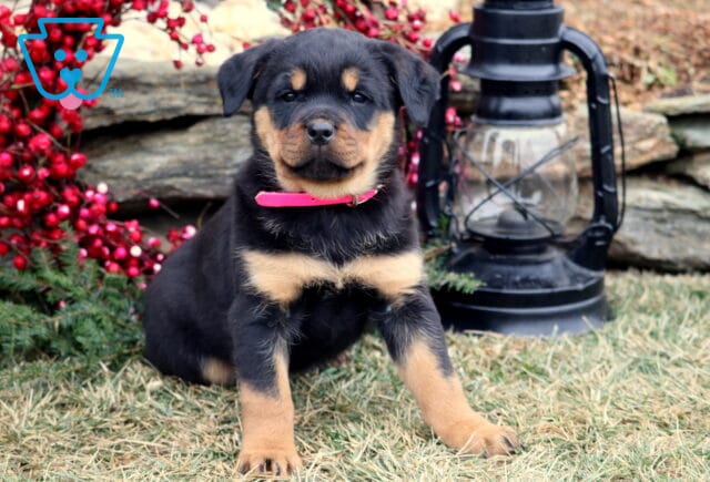 Black and tan Rottweiler puppy sitting on grass wearing a pink collar, with classic facial markings, photographed in front of a stone wall with red berry accents and a black lantern. image