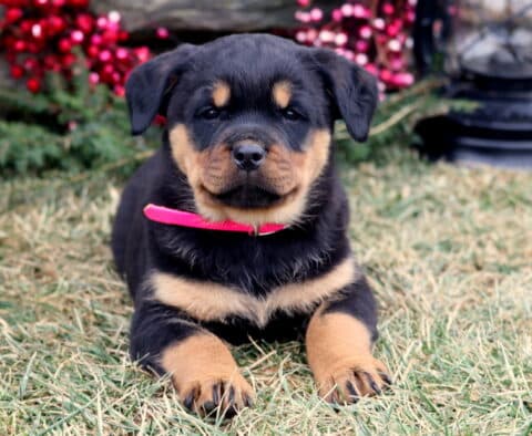 Joyce Rottie2