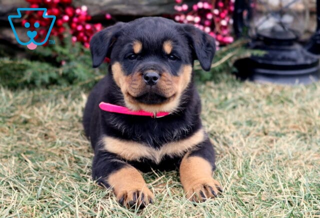Black and tan Rottweiler puppy lying on grass with front paws extended, wearing a pink collar, with classic Rottweiler markings and a stone wall, red berries, and black lantern in the background. image