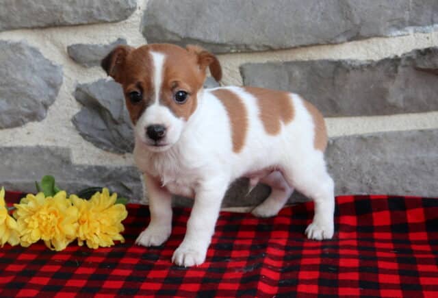 Jack Russell Terrier puppy with white coat and brown patches standing on a red plaid blanket beside yellow flowers, photographed against a gray stone wall backdrop. image