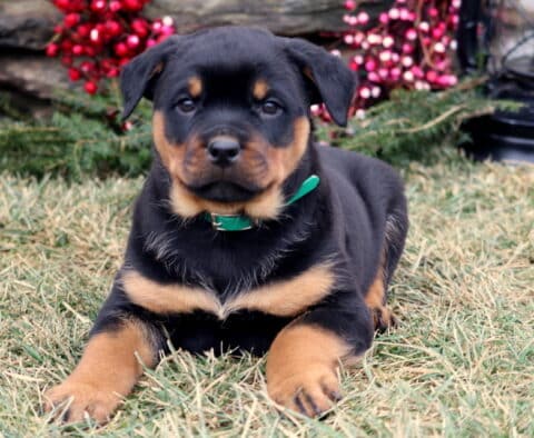 Jupiter Rottie2