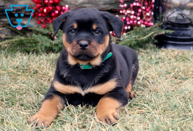 Black and tan Rottweiler puppy lying on grass with front paws extended, wearing a green collar, looking at the camera, with evergreen greenery, a stone wall, red berries, and a black lantern in the background. image