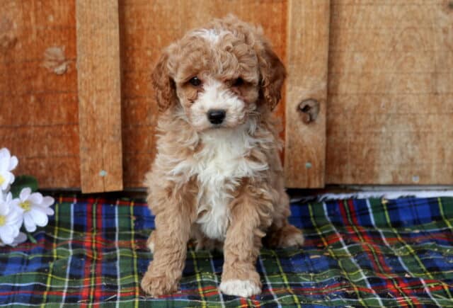 Mini Poodle puppy with an apricot and cream curly coat and bright white chest, sitting on a plaid blanket with white flowers and a rustic wooden backdrop, highlighting a fluffy hypoallergenic Mini Poodle puppy with a gentle, curious expression. image