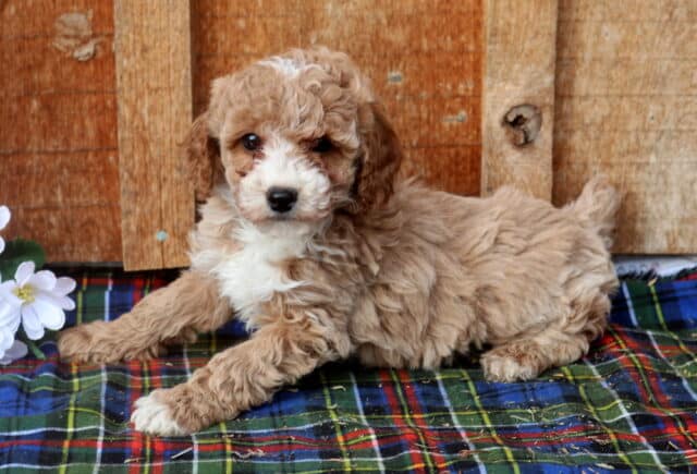 Mini Poodle puppy with a light apricot and cream curly coat lying on a plaid blanket beside white flowers, photographed against a rustic wooden backdrop, showcasing a fluffy hypoallergenic Mini Poodle puppy with a sweet, relaxed expression. image