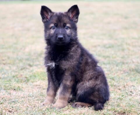 Kayla German Shepherd
