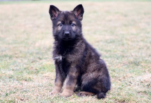 German Shepherd puppy sitting on grass with alert ears, fluffy dark sable coat, and bright, attentive eyes image