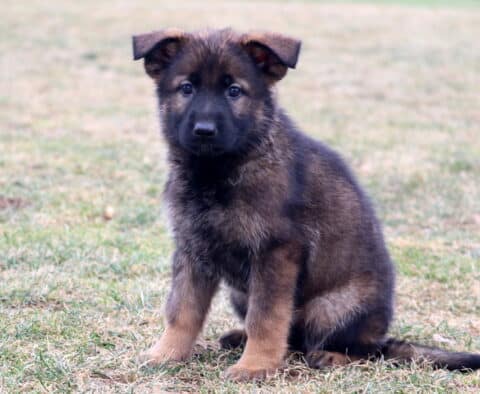 Young German Shepherd puppy sitting outdoors on grass, featuring a soft sable coat, floppy ears, and a calm, curious expression