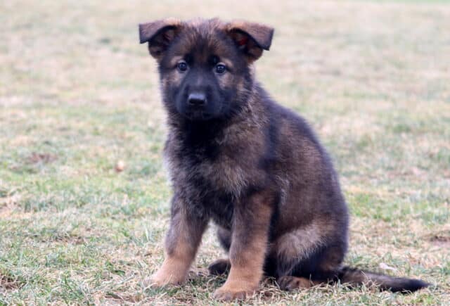 Young German Shepherd puppy sitting outdoors on grass, featuring a soft sable coat, floppy ears, and a calm, curious expression image