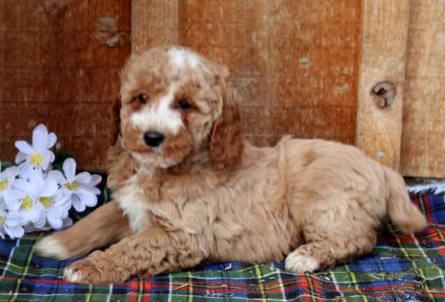Mini Poodle puppy with a light apricot curly coat and white blaze on the face, lying on a plaid blanket beside white flowers in front of a rustic wooden backdrop, highlighting a calm expression and fluffy hypoallergenic Mini Poodle fur. image