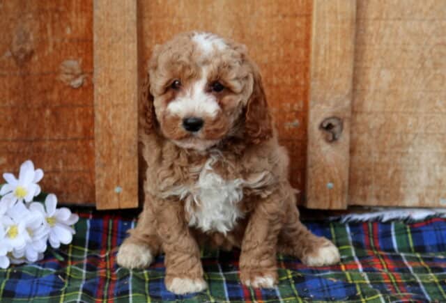 Mini Poodle puppy with a soft apricot and cream curly coat, white chest and muzzle markings, sitting on a plaid blanket beside white flowers against a rustic wooden backdrop, showcasing a sweet expression and fluffy hypoallergenic Mini Poodle fur. image