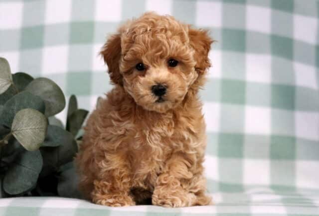 Kelsey Bichpoo image