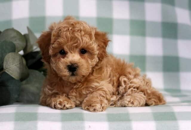 Kelsey Bichpoo2 image