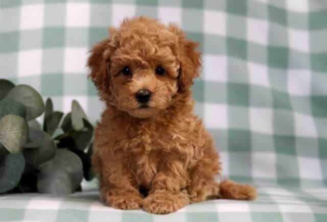 Kendrick Bichpoo image