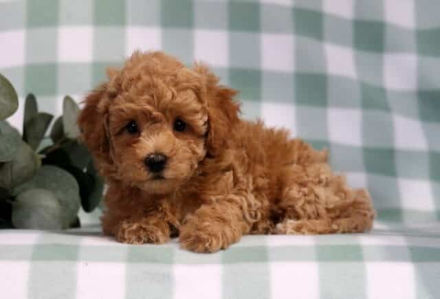 Kendrick Bichpoo2 image