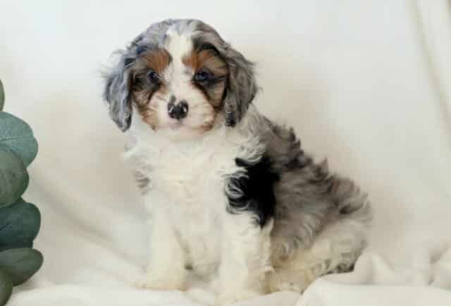Kendrick Cavapoo image