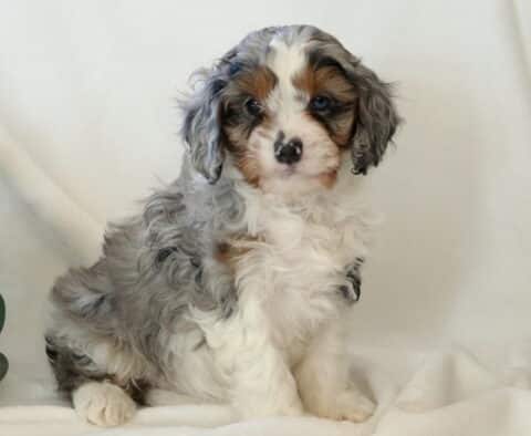 Kendrick Cavapoo2