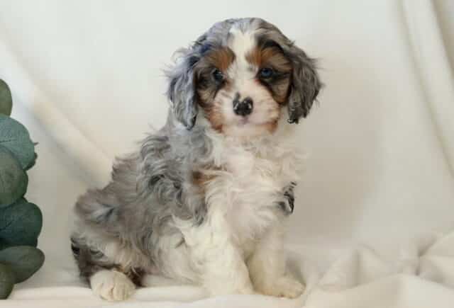 Kendrick Cavapoo2 image