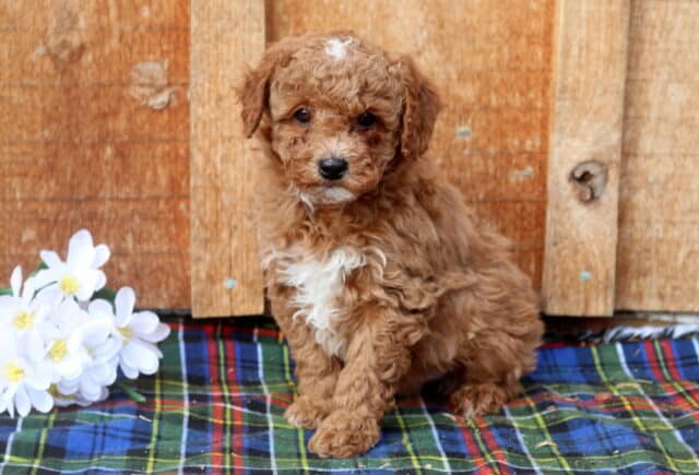 Apricot Mini Poodle puppy with a curly coat and white chest marking sitting on a plaid blanket beside white flowers, photographed against a rustic wooden backdrop, showcasing a sweet, alert Mini Poodle puppy with a gentle expression. image