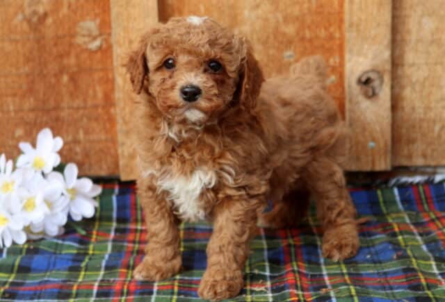 Apricot Mini Poodle puppy standing on a colorful plaid blanket beside white flowers, featuring a curly hypoallergenic coat with a small white chest patch, photographed against a rustic wooden backdrop to highlight an alert, playful Mini Poodle puppy. image