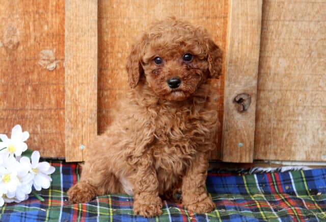 Mini Poodle puppy with a rich apricot curly coat sitting on a plaid blanket beside white flowers, photographed against a rustic wooden backdrop, showcasing a small, hypoallergenic Mini Poodle puppy with bright eyes and a sweet, attentive expression. image
