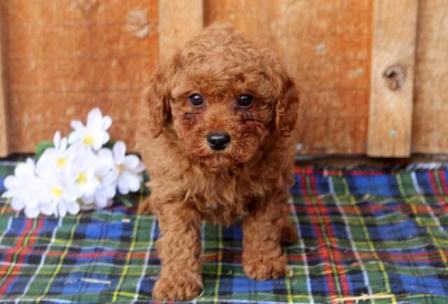 Mini Poodle puppy with a deep red curly coat standing on a plaid blanket beside white flowers, photographed in front of a rustic wooden wall, highlighting a small hypoallergenic Mini Poodle puppy with dark eyes and a curious, playful stance. image