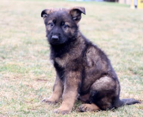 German Shepherd puppy with floppy ears sitting on grass, sable and black coat, alert expression in outdoor setting
