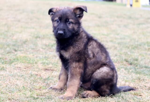 German Shepherd puppy with floppy ears sitting on grass, sable and black coat, alert expression in outdoor setting image