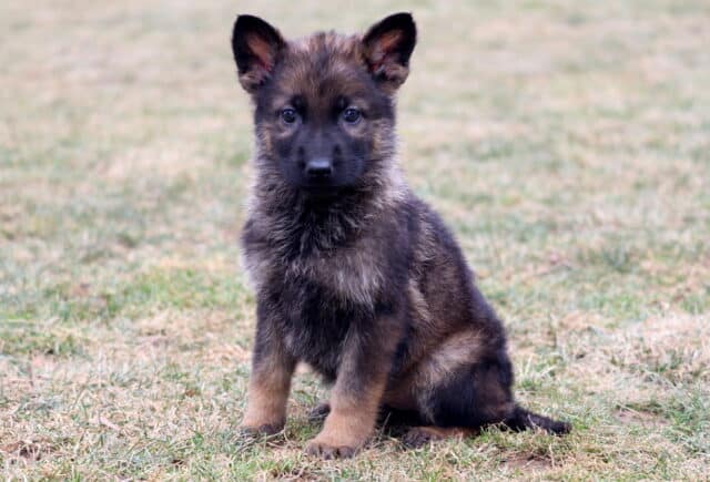 Young German Shepherd puppy sitting outdoors on grass with upright ears, dark sable coat, and curious expression image