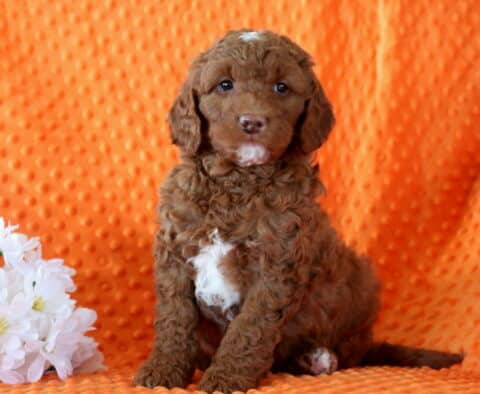 Apricot Mini Goldendoodle puppy sitting upright on an orange textured blanket beside white flowers, showing a curly coat with a white chest patch and an alert, gentle expression