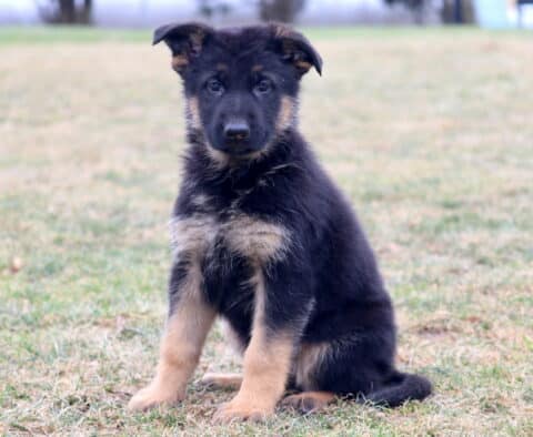 Black and tan German Shepherd puppy sitting on grass outdoors, showing sturdy build, floppy ears, and an alert yet gentle expression
