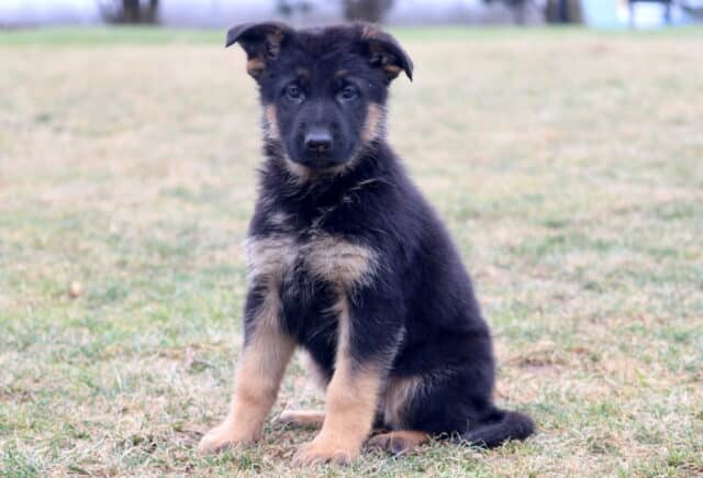 Black and tan German Shepherd puppy sitting on grass outdoors, showing sturdy build, floppy ears, and an alert yet gentle expression image