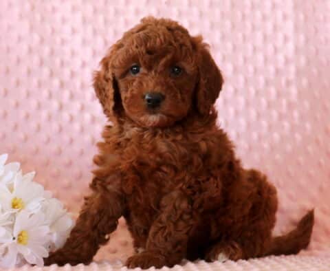 Red Mini Goldendoodle puppy sitting on a soft pink textured blanket beside white flowers, showcasing a fluffy curly coat, bright eyes, and a gentle, sweet personality