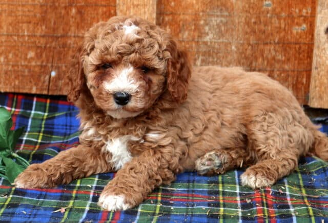 Apricot Mini Poodle puppy lying on a plaid blanket with a soft curly coat and white facial blaze, showcasing a hypoallergenic Mini Poodle puppy resting calmly against a rustic wooden backdrop, ideal for family-friendly puppy adoption listings. image