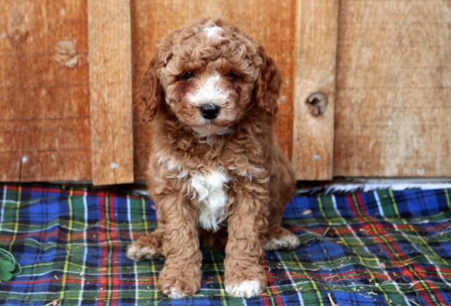 Apricot Mini Poodle puppy sitting on a plaid blanket with a curly hypoallergenic coat and white chest markings, photographed in front of a rustic wooden backdrop for a Mini Poodle puppy adoption listing. image